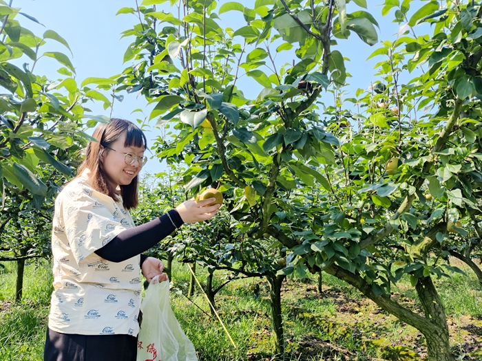 青年志愿者现场采摘.jpg